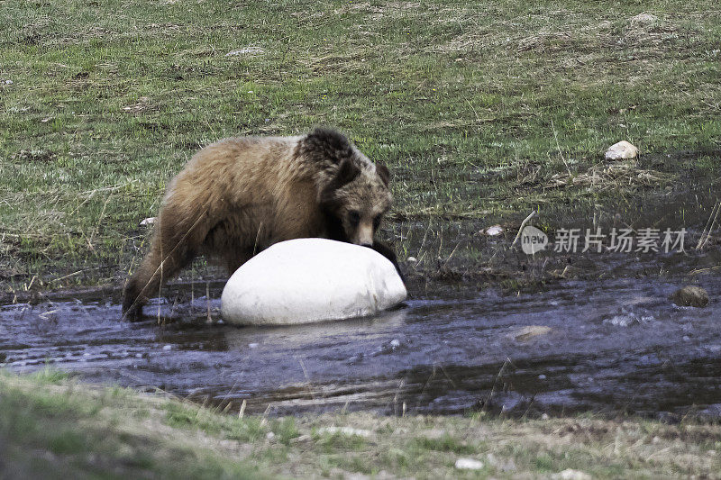 在大提顿国家公园，399岁的灰熊和它的幼崽在水里看着摄像机