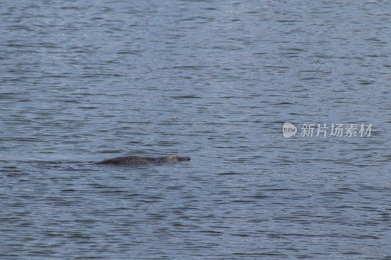 海豹在港口游泳