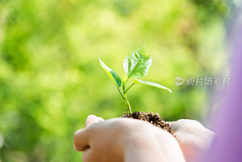 女人手里拿着一棵小小的绿色植物