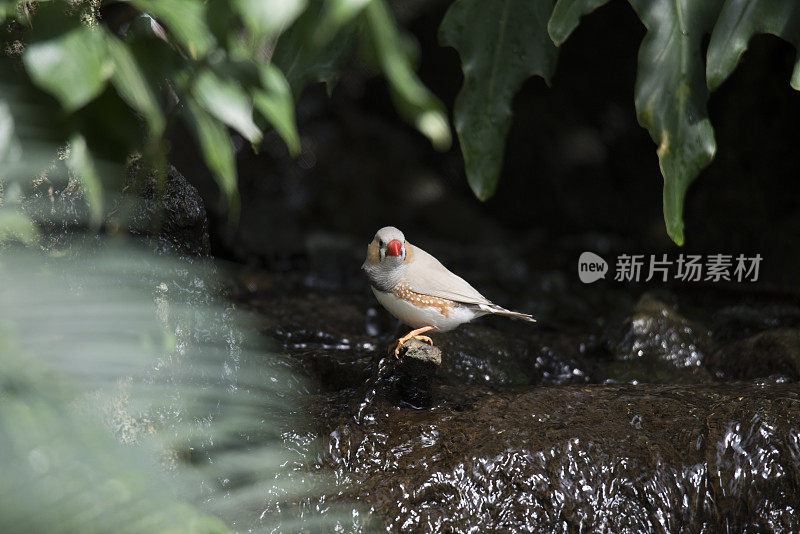 小溪边的斑胸草雀