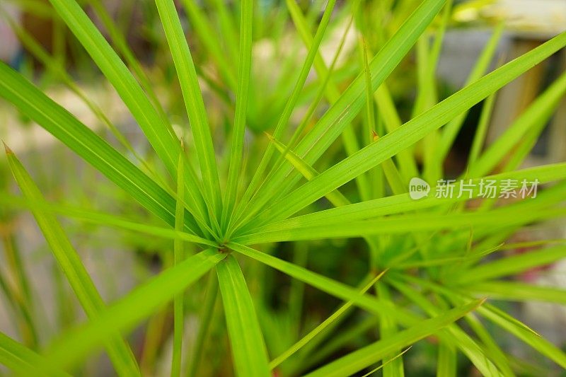 绿色埃及纸莎草植物