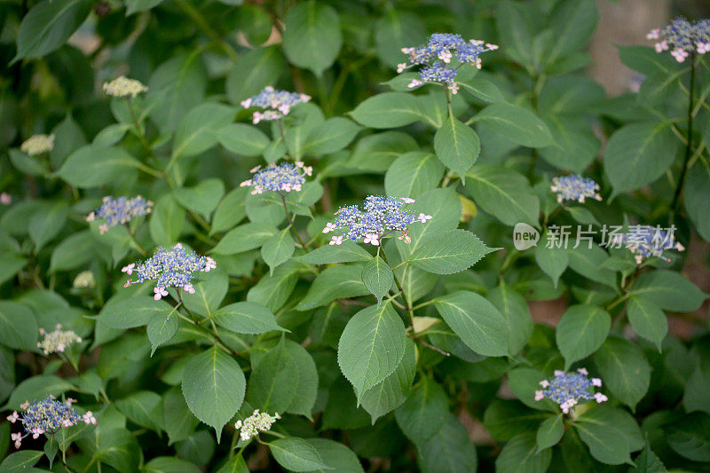 绣球花的植物