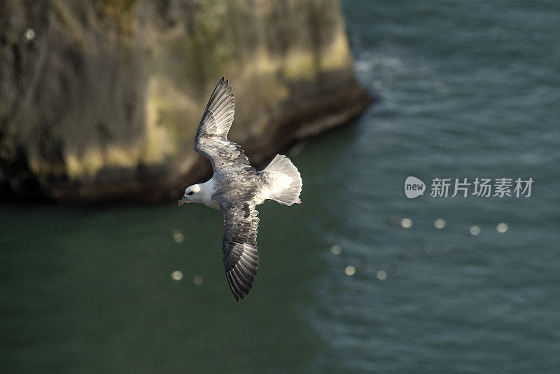 管鼻藿北部