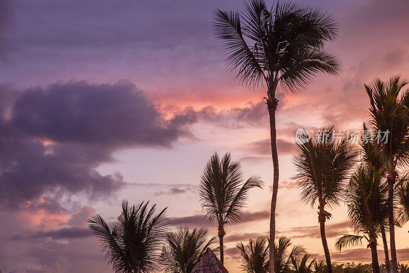 热带天堂放松，椰子树剪影日落-巴伊亚，巴西东北部