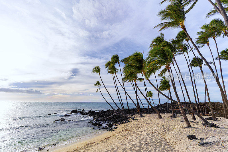 有棕榈树的洛基马哈伊拉海滩，夏威夷大岛