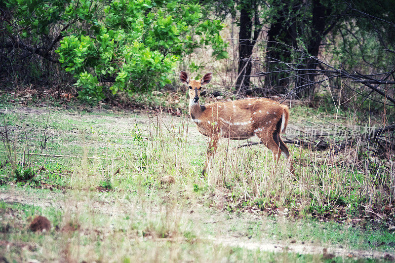 女性sitatunga