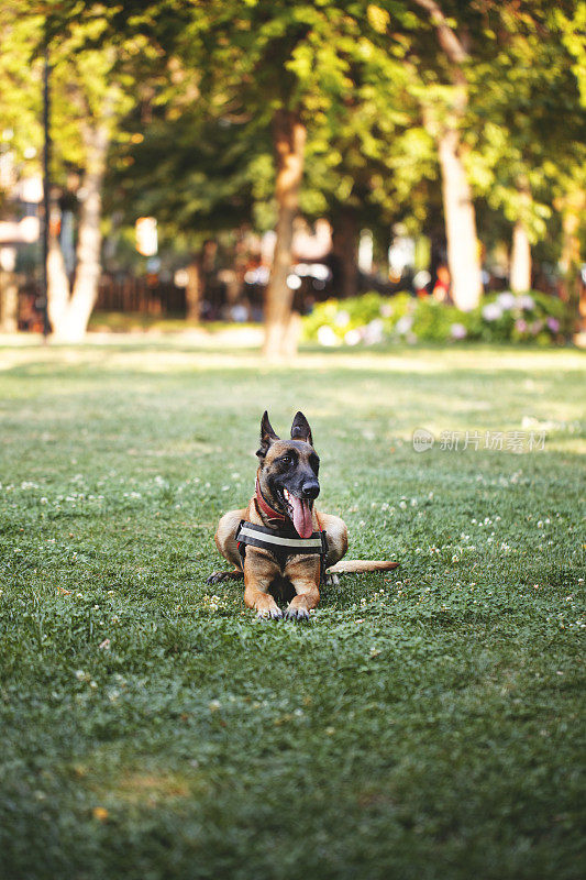 看门狗坐在自然公园的草地上训练