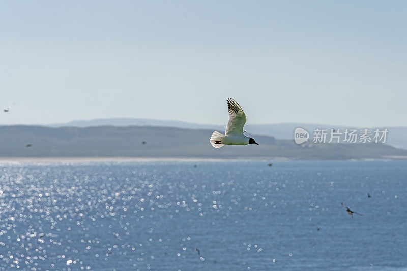 黑头鸥和大西洋海雀，沙鳗鱼在飞翔