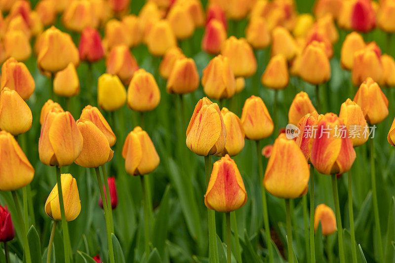 郁金香开花