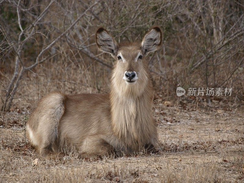 沃巴克，克鲁格国家公园，南非