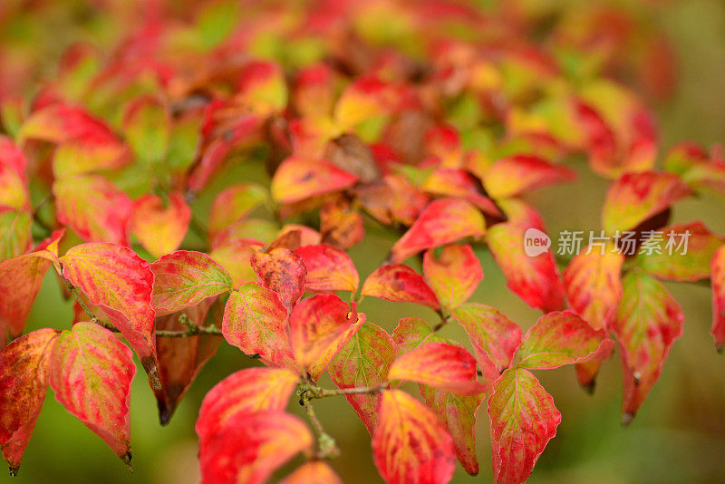 库萨山茱萸树秋天的颜色