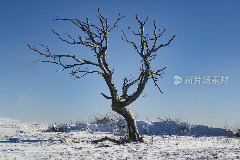 单橡木在明亮的阳光下的雪景