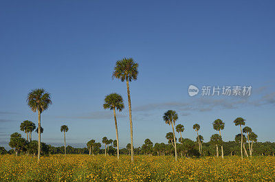 奥兰多在佛罗里达中部的杰瑟普湖林地的野生向日葵田