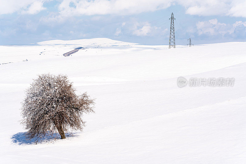 这是冬日雪地里的一棵树