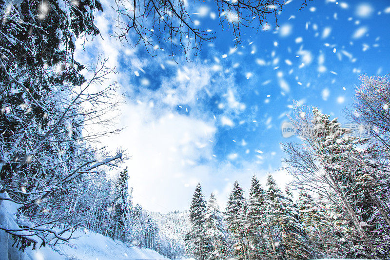 冰雪覆盖的冬季森林和山地景观