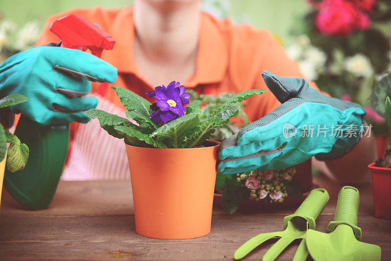 女人的手在盆栽一些植物