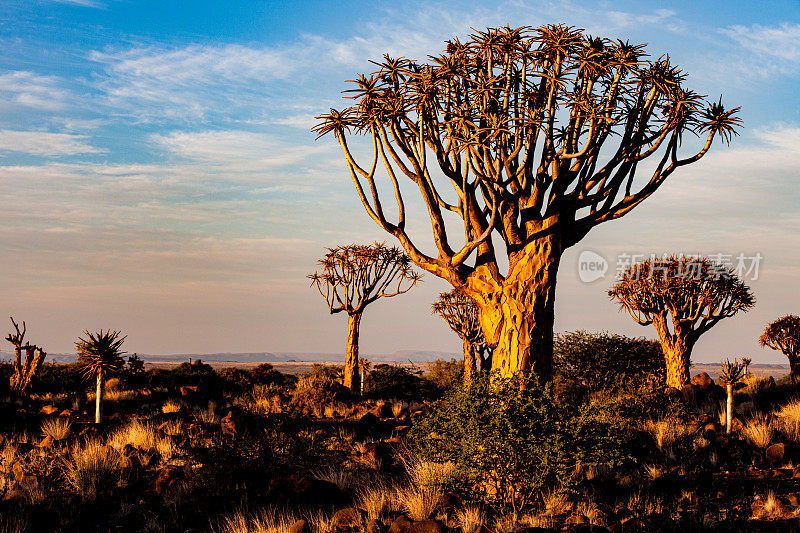 纳米比亚的箭叶树(芦荟)，清晨的阳光