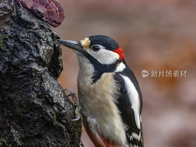 红啄木鸟少校