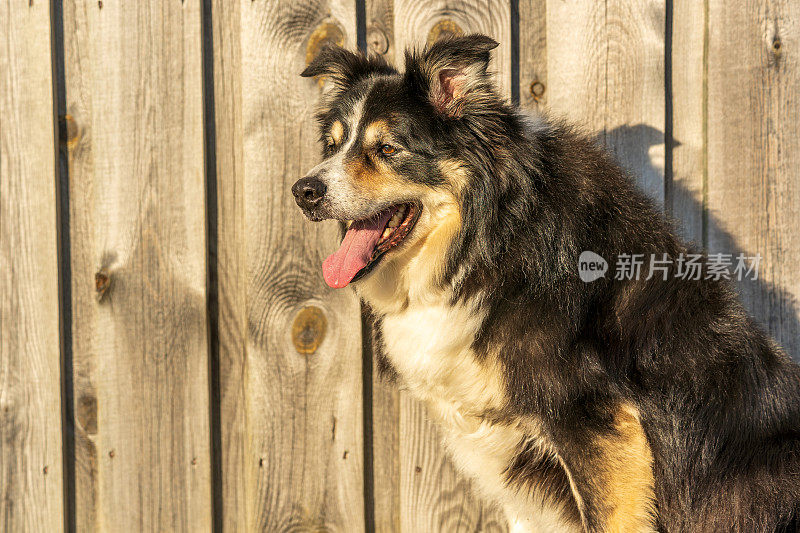 博德牧羊犬坐在木篱笆前