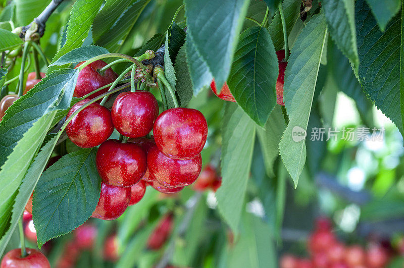 树上成熟的樱桃特写