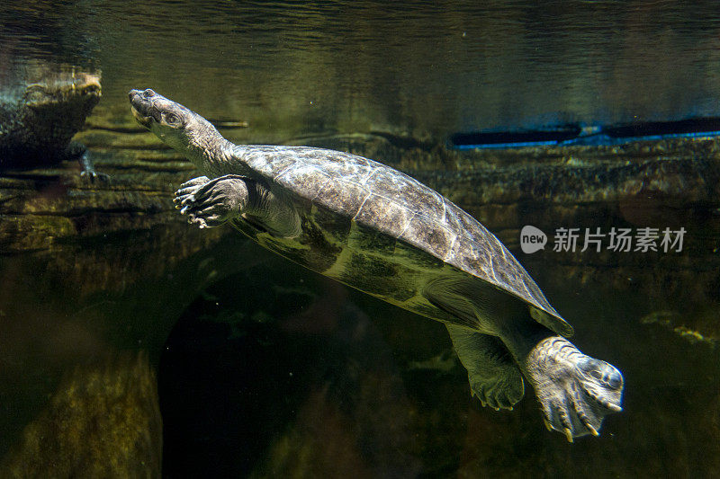 海龟在水下游泳的特写镜头