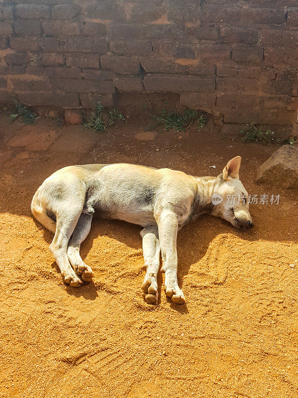 一只狗在斯里兰卡的西格里亚狮子山睡觉