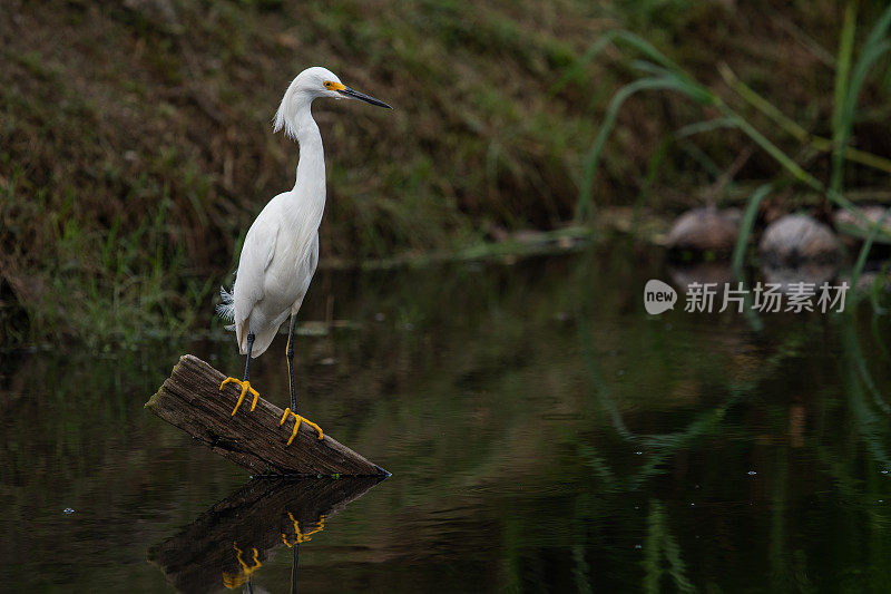 白鹭(白鹭)