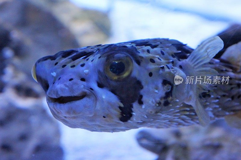 鱼在水族馆游泳的特写镜头