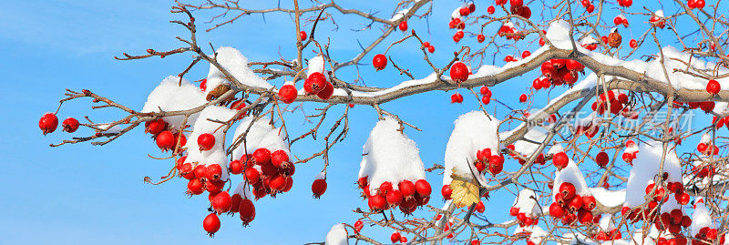 白雪覆盖的红色山楂浆果在蓝天的背景下