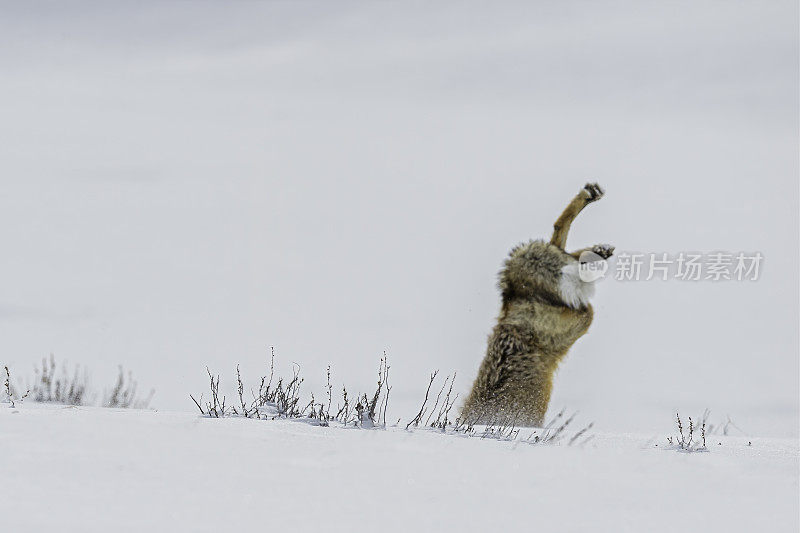 红狐、黄狼，在黄石国家公园的雪地里狩猎，WY