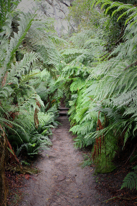 徒步小径被高大的绿树蕨环绕