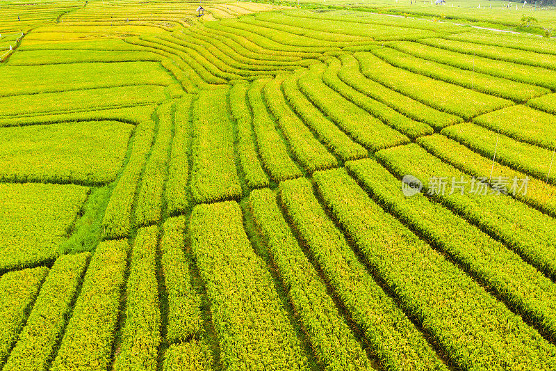 巴厘岛,古。日出时梯田的鸟瞰图。