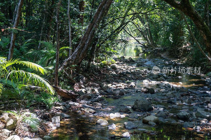 澳大利亚戴恩特里雨林国家公园苦难角的热带雨林小溪