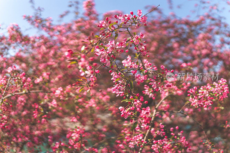 野生樱花