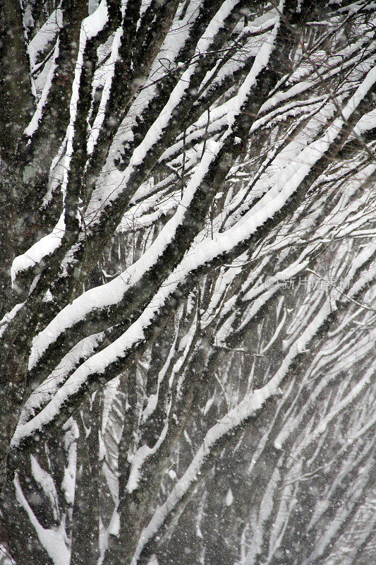 暴雪