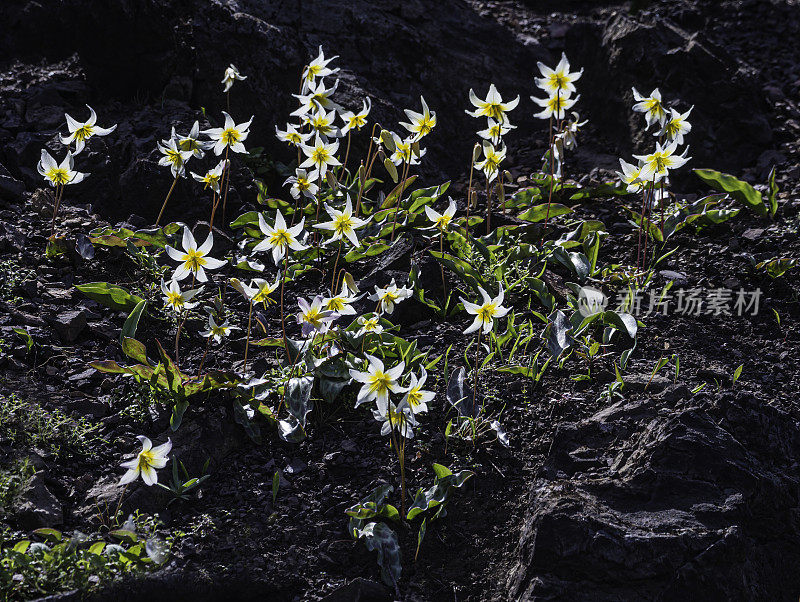 红百合是百合科的一种开花植物，俗称太平洋小鹿百合和圣赫勒拿小鹿百合。它是加州旧金山湾区北部沿海山区的地方病。马亚卡马斯山