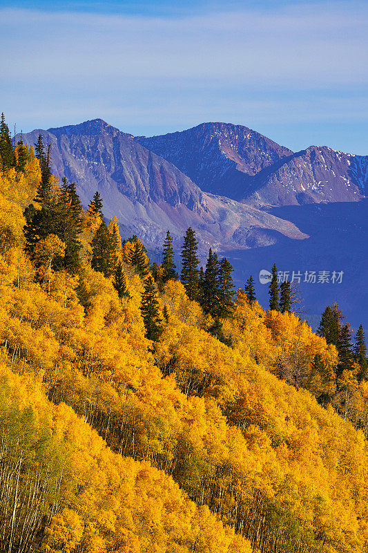 风景秋天颜色白杨树特柳莱德科罗拉多州