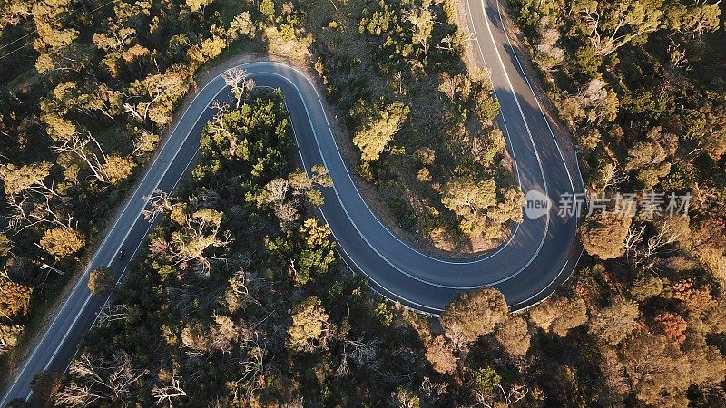 森林中蜿蜒道路