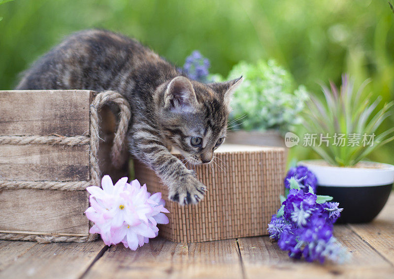 夏日花园里，毛茸茸的灰猫坐在柳条篮子里