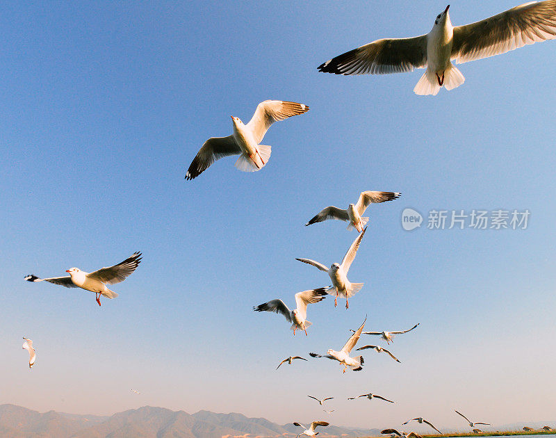 缅甸茵莱湖碧空中飞翔的海鸥