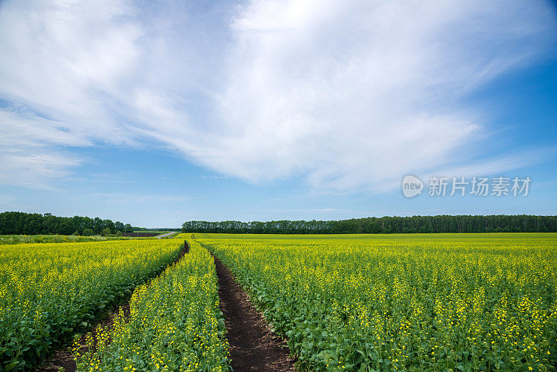 阳光明媚的夏日里，盛开的芥菜田。土路走得很远。
