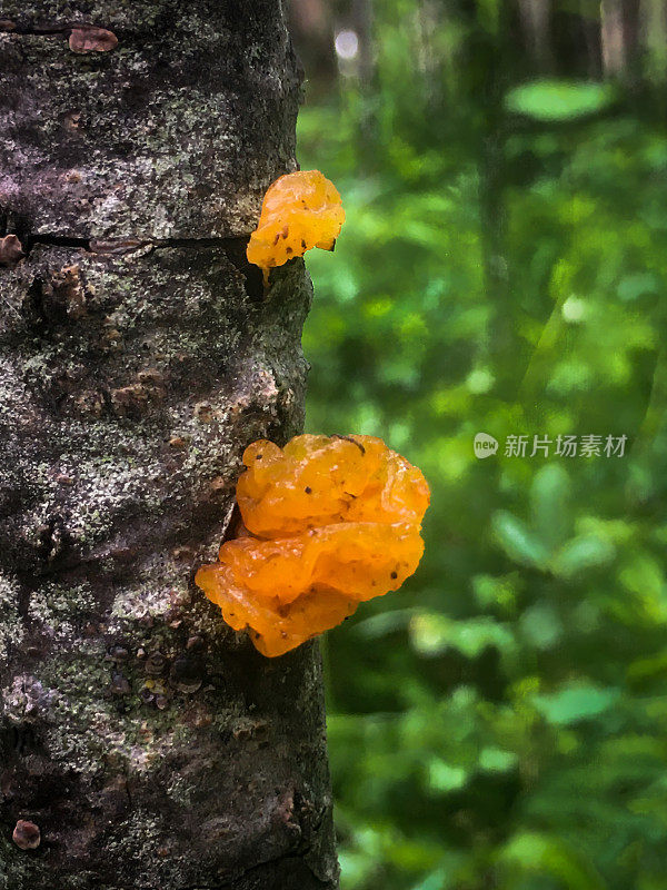 橙子果冻食用菌抗癌替代药物