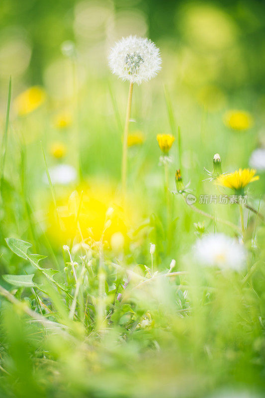 蒲公英和雏菊