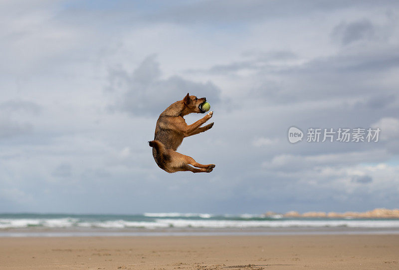 一只狗跳到空中接住一个球