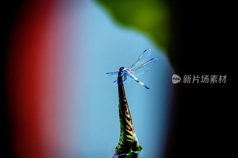 荷塘中的蜻蜓