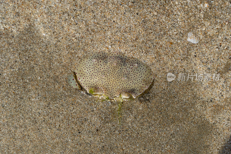 一只藏在沙滩沙下的鬼(沙)蟹。(Ocypode)