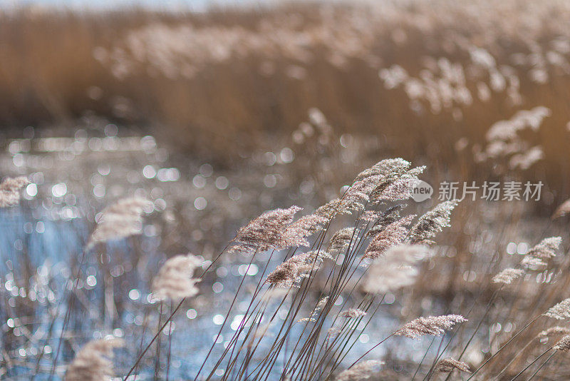 在波罗的海沿岸的芦苇背光