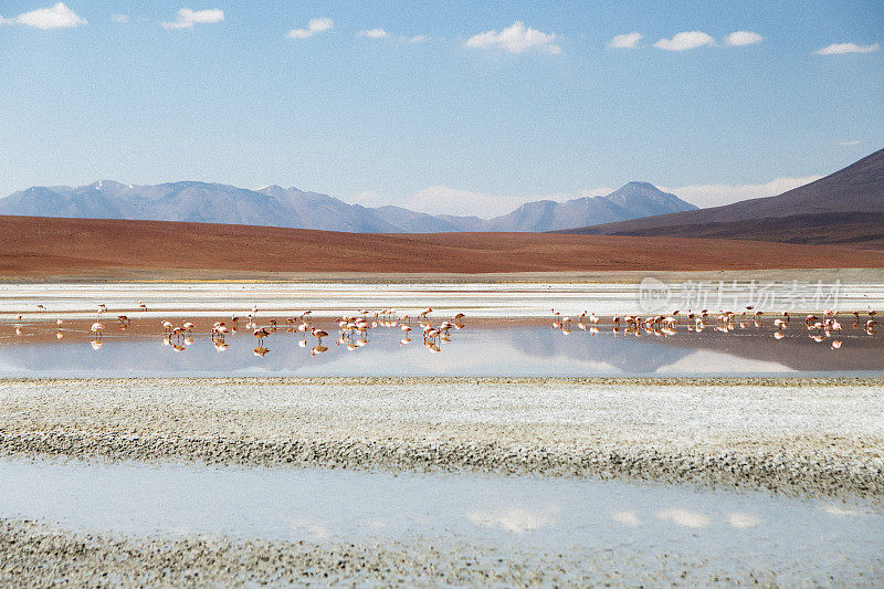 群火烈鸟在山湖(拉古那)与火山在高原沙漠在玻利维亚