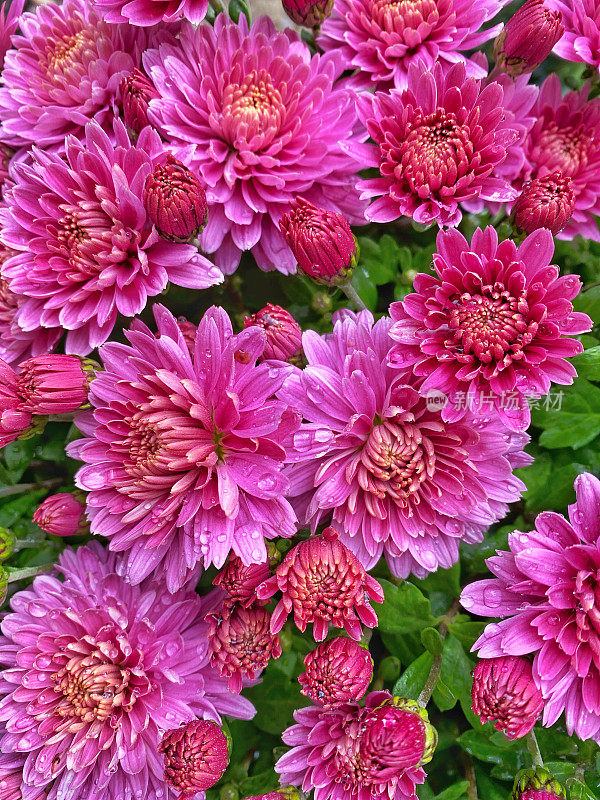 粉红色的菊花