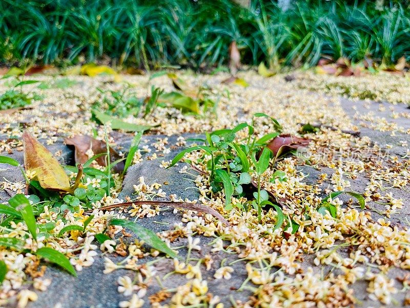 美丽的桂花在江苏，中国